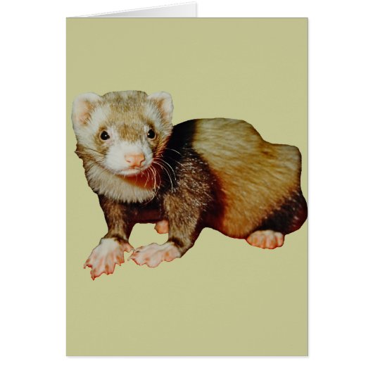 Ferret Drawing (Front)