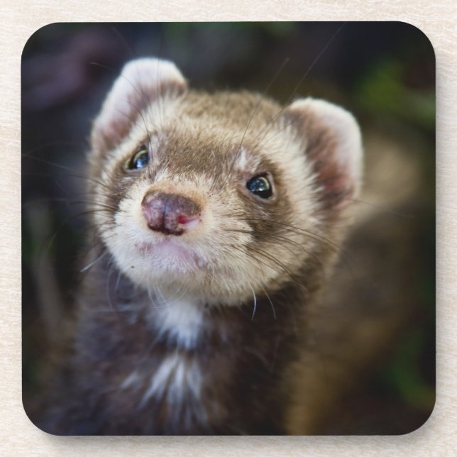Ferret Drink Coaster (Front)