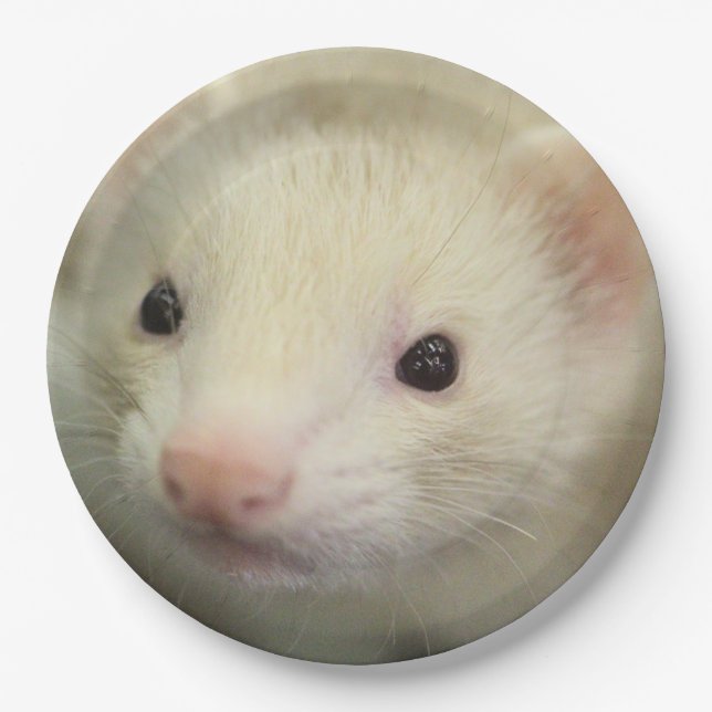 Ferret face paper plates (Front)
