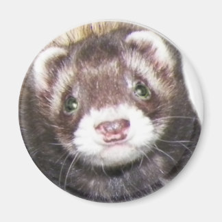Ferret Face Picture Magnet