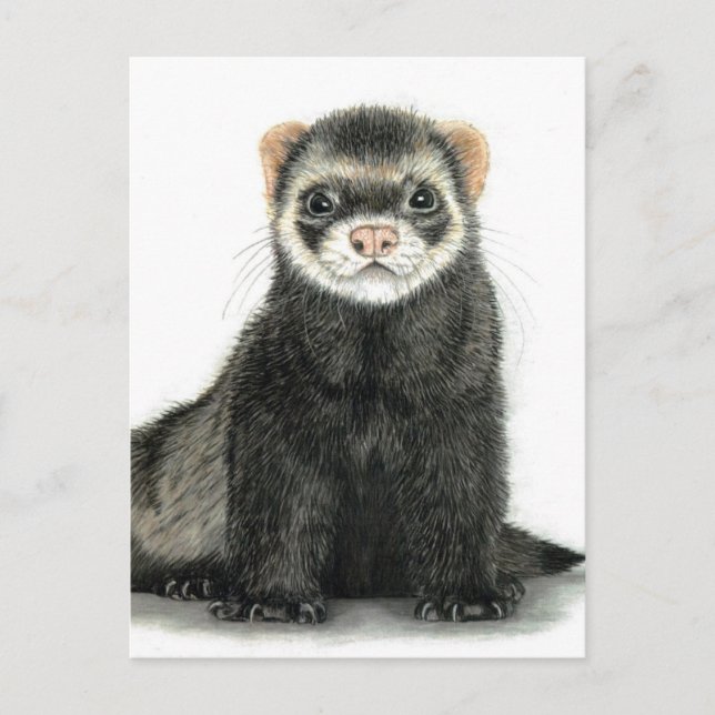 Ferret fun! postcard (Front)