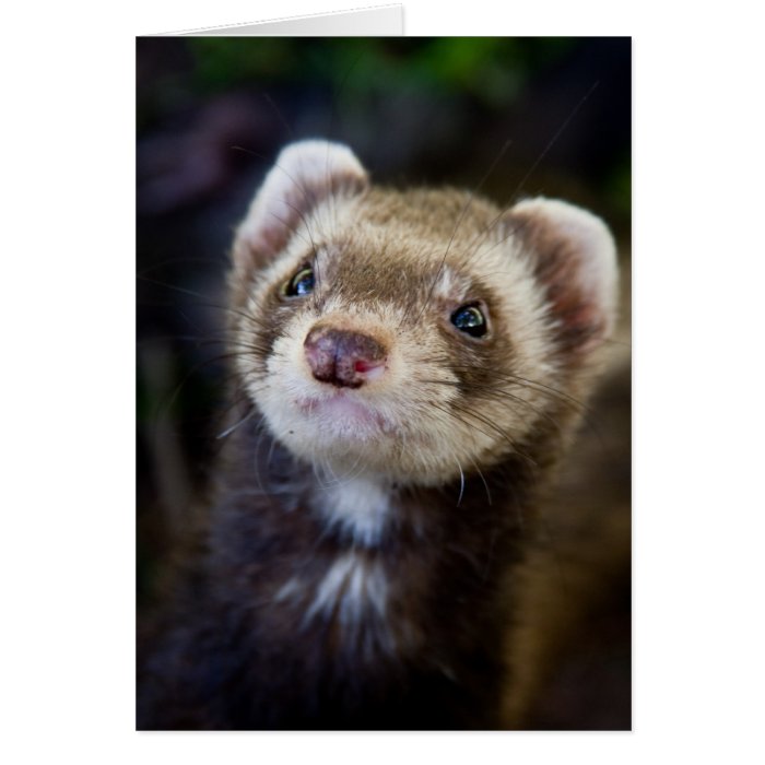 Ferret Greeting Cards