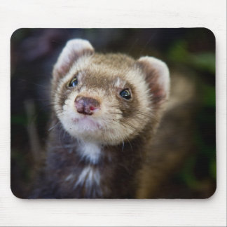 Ferret Mouse Pad