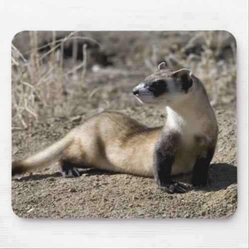 Ferret Mouse Pad