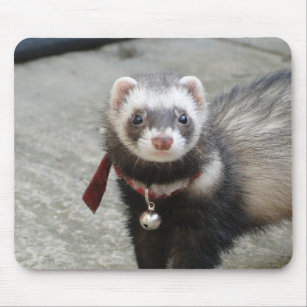 IP02 Polecat Weasel Cute Pet Animal Wild Gift #14219 Cheeky Ferret Keyring 