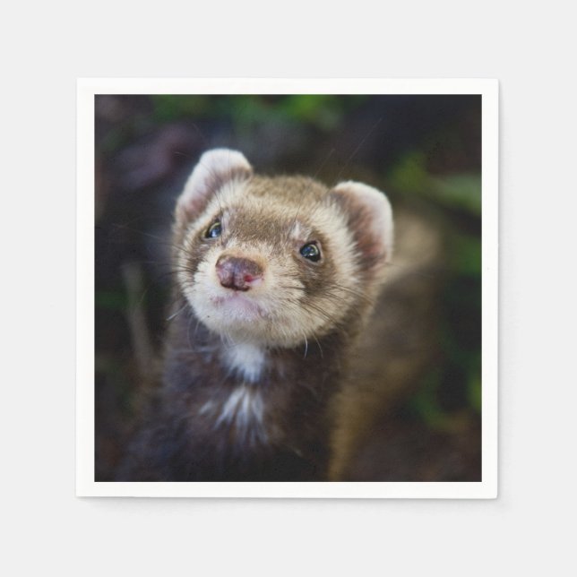 Ferret Napkins (Front)