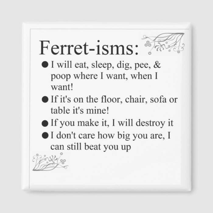 Ferret Pictures Sayings and Quotes Magnet