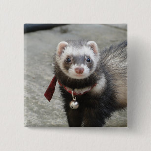 Ferret Pinback Button