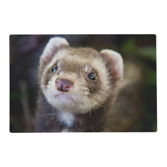 Ferret Placemat (Front)