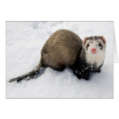 Ferret playing in snow (Front Horizontal)