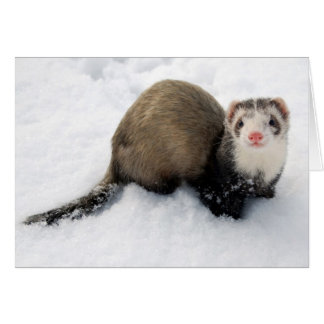 Ferret playing in snow
