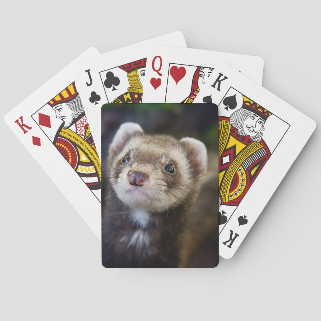 Ferret Poker Cards (Back)