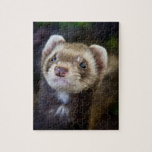 Ferret puzzle