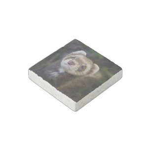 Ferret Stone Magnet