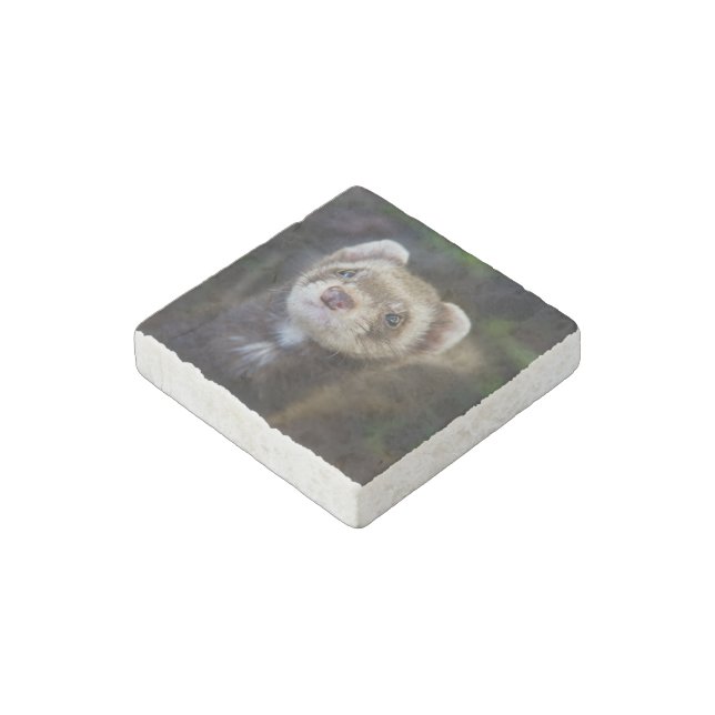 Ferret Stone Magnet (Angled)