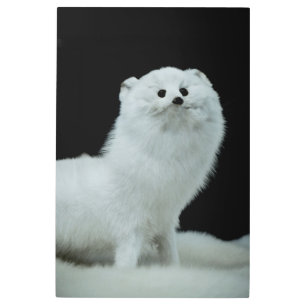 Ferret Taxidermy Mount Fine Art Photograph