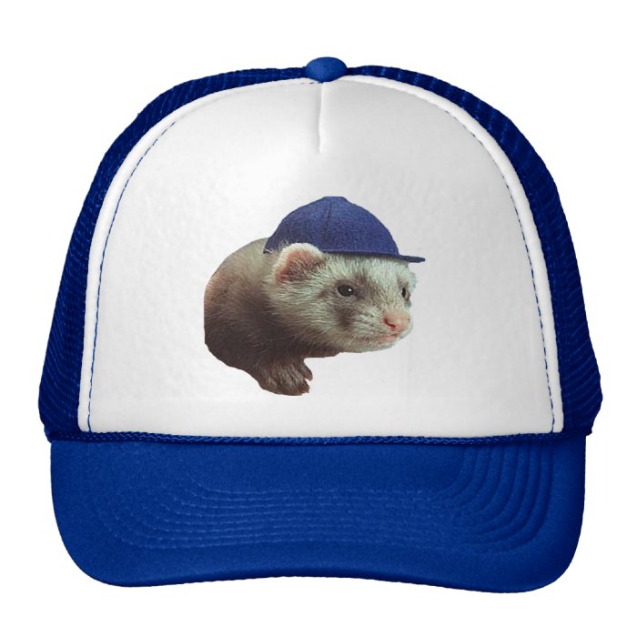 Ferret Wearing Hat