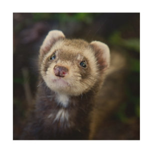 Ferret Wood Wall Decor