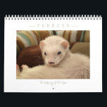 Ferrets Calendar - 3 -<br><div class="desc">Ferrets Calendar - 3 - This beautiful, classy and elegant calendar is the third edition from my Ferret Calendars collection. This Calendar is featuring Nahum, Lil Bear in their sweet moment of ferret life. This calendar is a great way to have 12 images of my Fine Art Ferrets photography. It...</div>