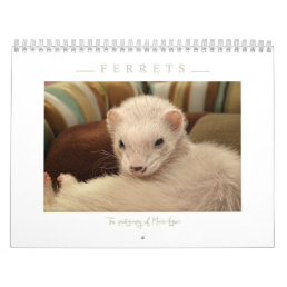 Ferrets Calendar - 3 -