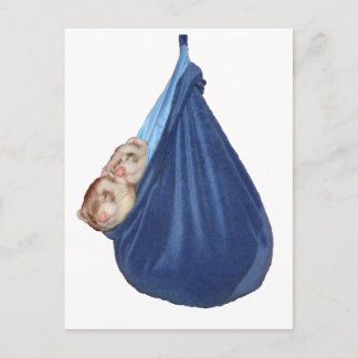 Ferrets In A Sleeping Bag Postcard