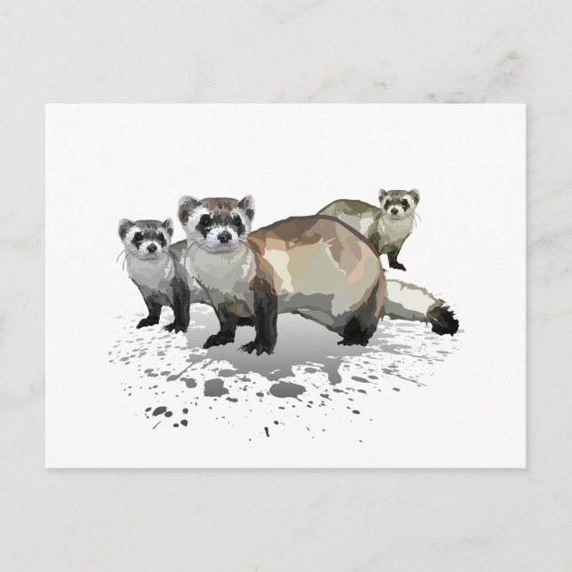 Ferrets Postcard (Front)