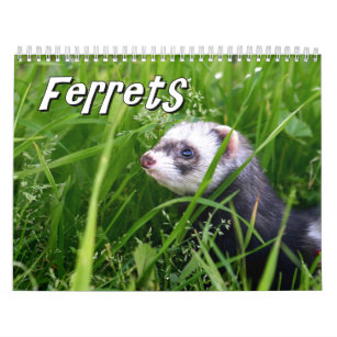 Ferrets Wall Calendar