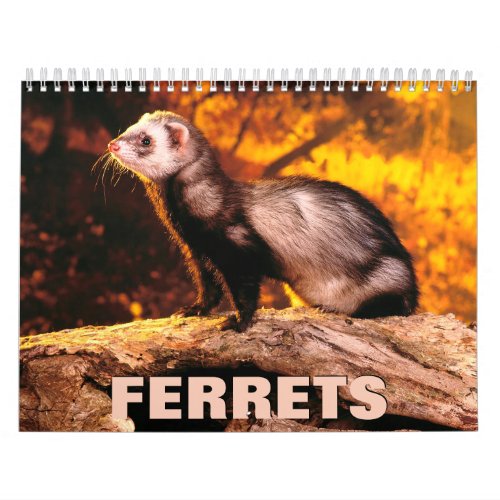 Ferrets Wall Calendar