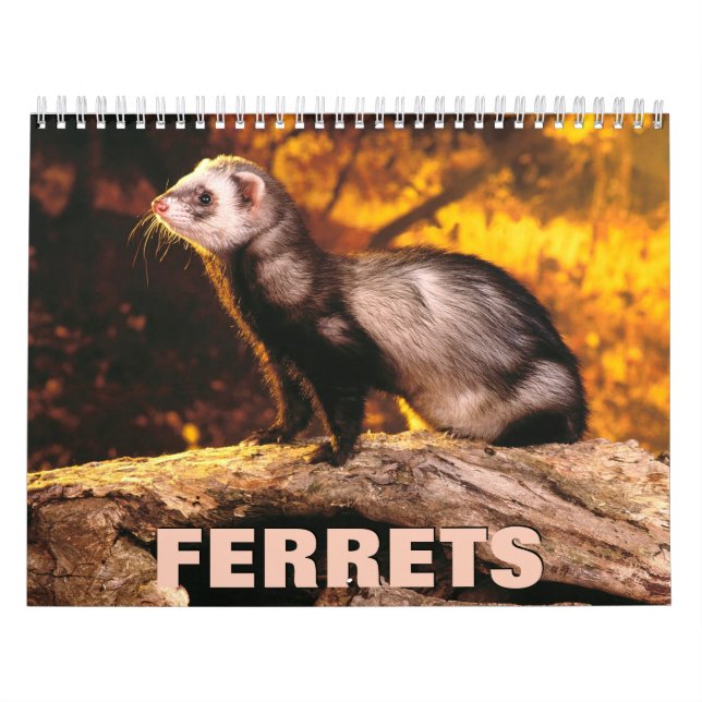 Ferrets Wall Calendar (Cover)