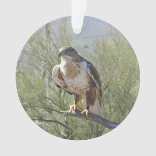 Ferruginous Hawk Ornament