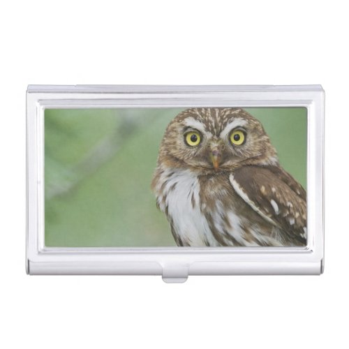 Ferruginous Pygmy_Owl Glaucidium brasilianum 3 Business Card Case