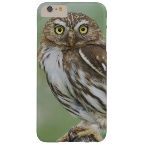 Ferruginous Pygmy_Owl Glaucidium brasilianum 3 Barely There iPhone 6 Plus Case