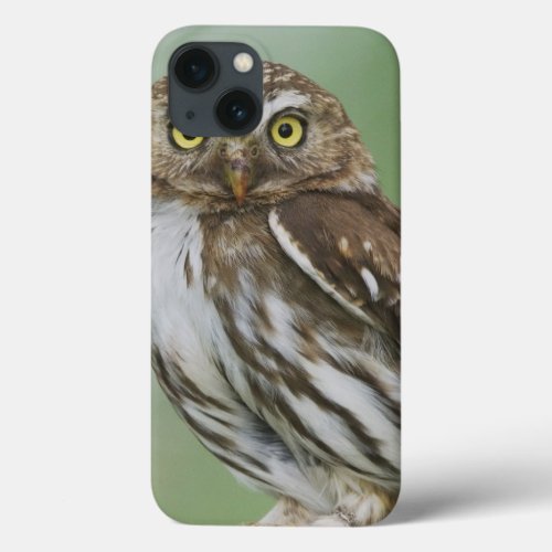 Ferruginous Pygmy_Owl Glaucidium brasilianum 3 iPhone 13 Case