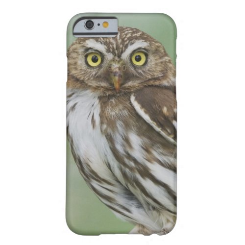 Ferruginous Pygmy_Owl Glaucidium brasilianum 3 Barely There iPhone 6 Case