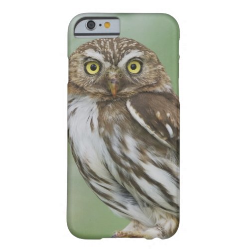 Ferruginous Pygmy_Owl Glaucidium brasilianum 3 Barely There iPhone 6 Case