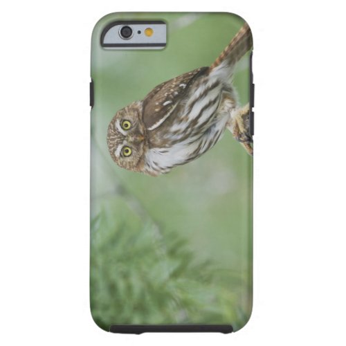 Ferruginous Pygmy_Owl Glaucidium brasilianum 3 Tough iPhone 6 Case