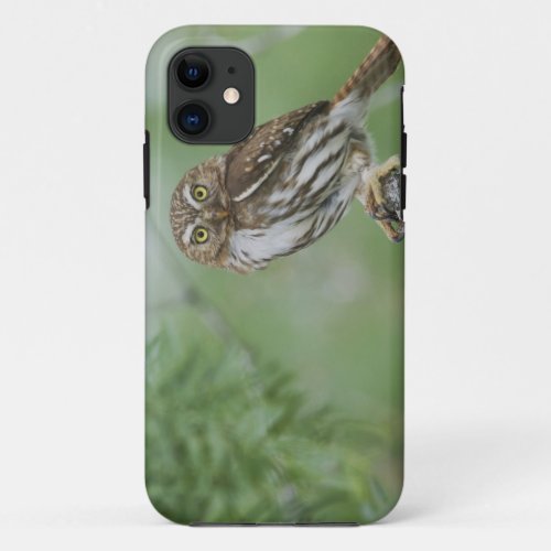 Ferruginous Pygmy_Owl Glaucidium brasilianum 3 iPhone 11 Case