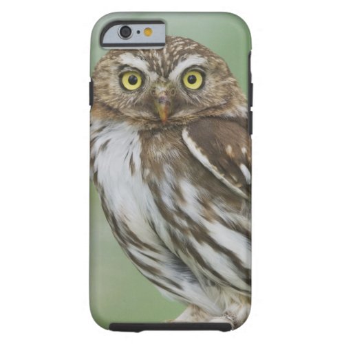 Ferruginous Pygmy_Owl Glaucidium brasilianum 3 Tough iPhone 6 Case