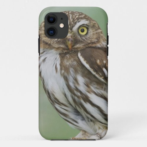 Ferruginous Pygmy_Owl Glaucidium brasilianum 3 iPhone 11 Case