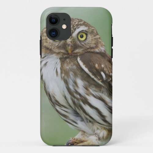 Ferruginous Pygmy_Owl Glaucidium brasilianum 3 iPhone 11 Case