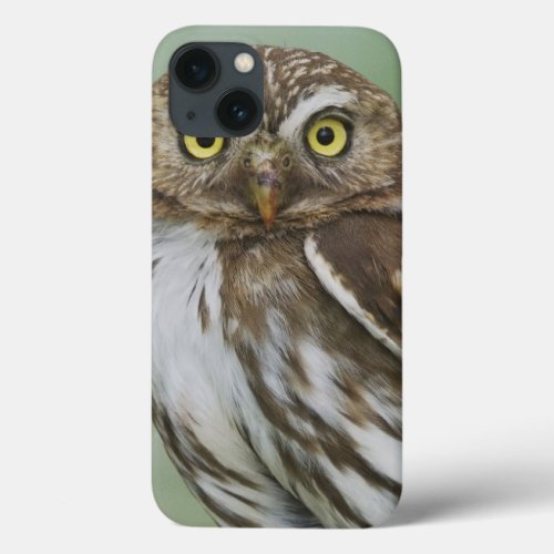 Ferruginous Pygmy_Owl Glaucidium brasilianum 3 iPhone 13 Case