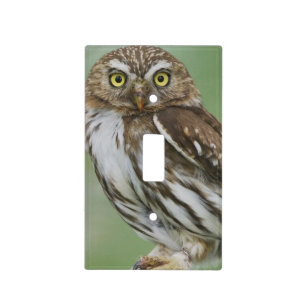 Ferruginous Pygmy-Owl, Glaucidium brasilianum, 3 Light Switch Cover