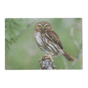 Ferruginous Pygmy-Owl, Glaucidium brasilianum, 3 Placemat