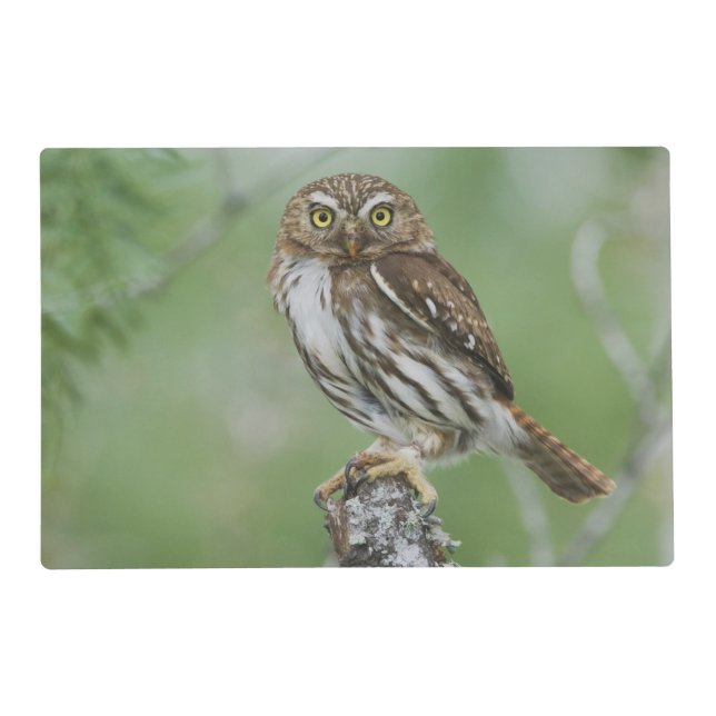 Ferruginous Pygmy-Owl, Glaucidium brasilianum, 3 Placemat (Front)