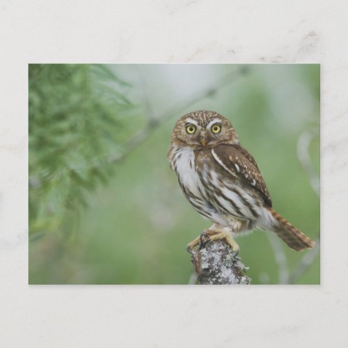 Ferruginous Pygmy_Owl Glaucidium brasilianum 3 Postcard
