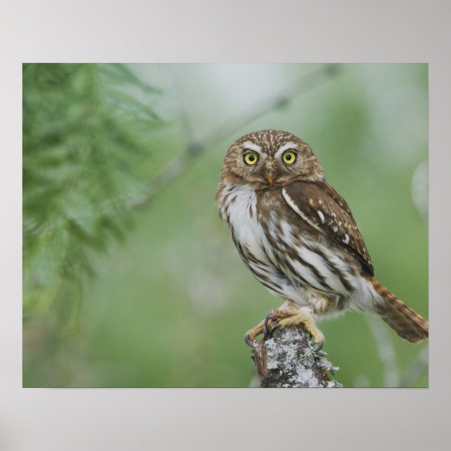 Ferruginous Pygmy-Owl, Glaucidium brasilianum, 3 Poster (Front)