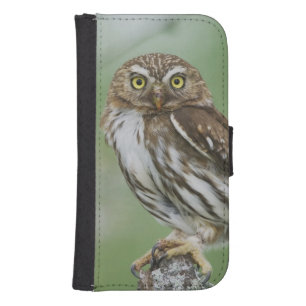 Ferruginous Pygmy-Owl, Glaucidium brasilianum, 3 Samsung S4 Wallet Case