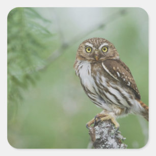 Ferruginous Pygmy-Owl, Glaucidium brasilianum, 3 Square Sticker
