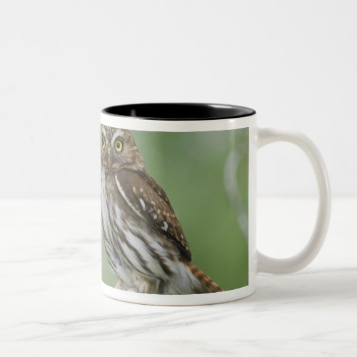 Ferruginous Pygmy_Owl Glaucidium brasilianum 3 Two_Tone Coffee Mug