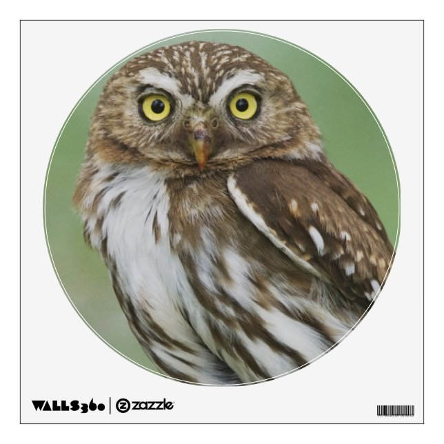 Ferruginous Pygmy-Owl, Glaucidium brasilianum, 3 Wall Sticker (Front)
